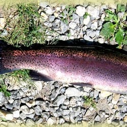 Pêche à la Ferme
