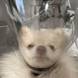Highlands Animal Care - Teddy after surgery
