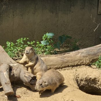 Smithsonian National Zoological Park - Gophers - Zoos Near Me - Washington, DC, District of Columbia Smithsonian National Zoological Park - Gophers - Zoos Near Me - Washington, DC, District of Columbia