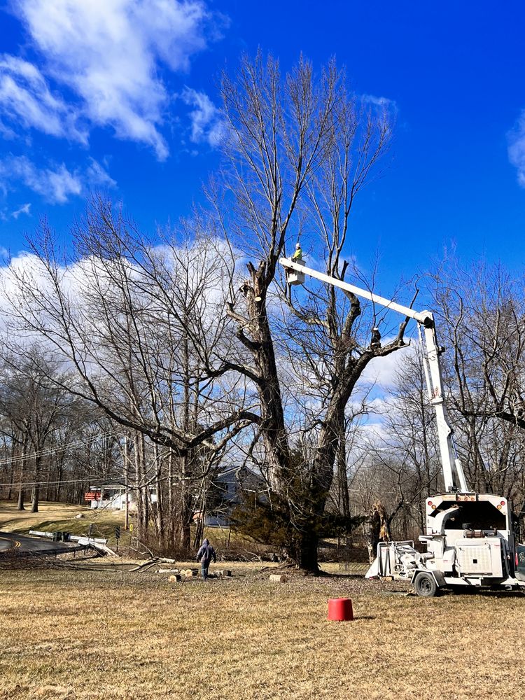 HUDSON VALLEY TREE REMOVAL Updated October 2024 1005 Photos & 10