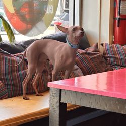 Gold Leaf Pastry Shop & Cafe - I could be wrong: but is he an italian greyhound???
