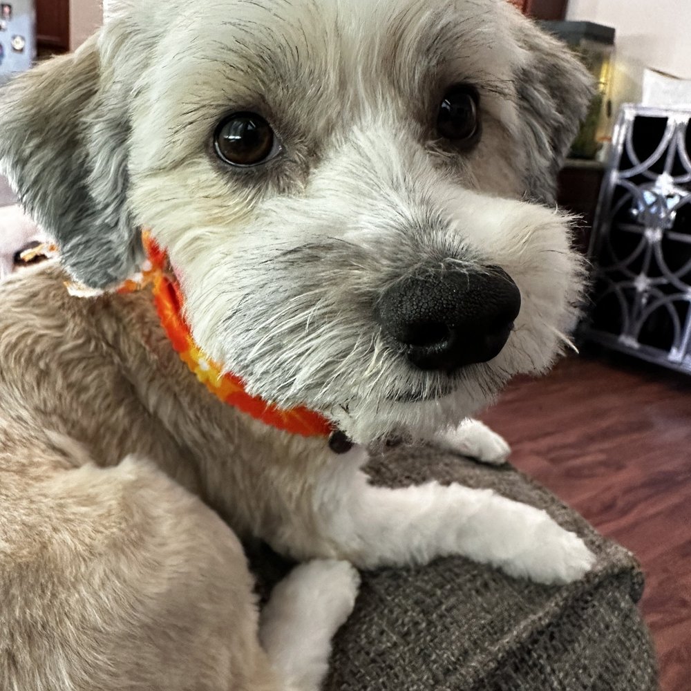 Pin Up Pets - Pet Groomers Near Me - Chandler, Arizona Pin Up Pets - Pet Groomers Near Me - Chandler, Arizona