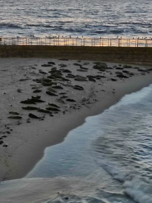 Children's Pool La Jolla by null