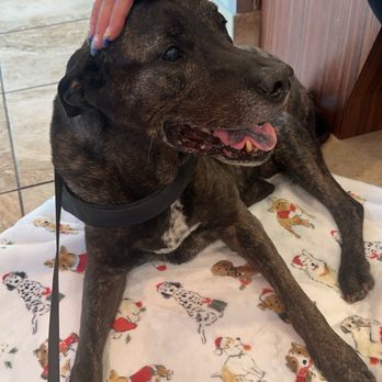VCA DeLand Animal Hospital - My sweet pup waiting in the lobby. - Veterinarians Near Me - Deland, Florida