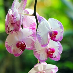 Kirpal Meditation and Ecological Center - Orchids on the property