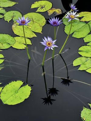 Olbrich Botanical Gardens by null