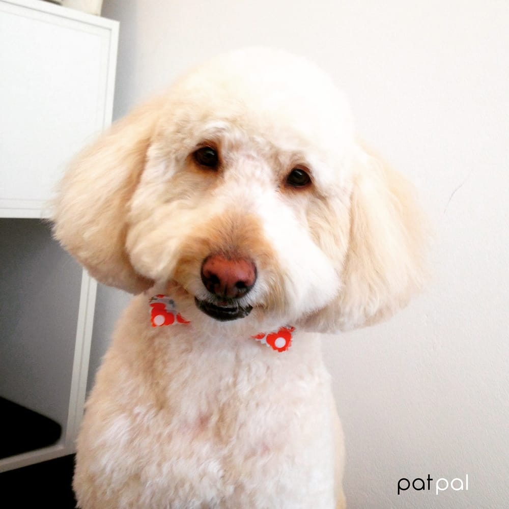 Photos of PATPAL DOG GROOMING Updated August 2024 43 Photos 176
