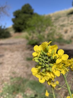 Photo of Hellyer Park & Coyote Creek Trail - San Jose, CA, US. Wild Radish @Hellyer Park 03.06.22