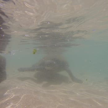 Laniakea Beach - Under water turtle! - Beaches Near Me - Haleiwa, Hawaii