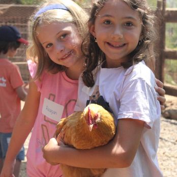 Sugar Sweet Farm - Chickens! - Attraction Farms Near Me