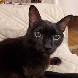 armory animal hospital bronx