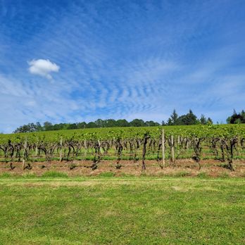 Willamette Valley Vineyards - Vineyards - Wineries Near Me - Turner, Oregon Willamette Valley Vineyards - Vineyards - Wineries Near Me - Turner, Oregon