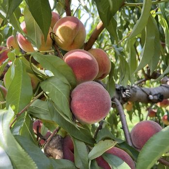 Cider Hill Farm - Peaches - Pick Your Own Farms Near Me - Amesbury, Massachusetts