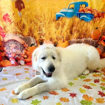Union Dog Spa - Pet Groomers Near Me - Union, Missouri Union Dog Spa - Pet Groomers Near Me - Union, Missouri