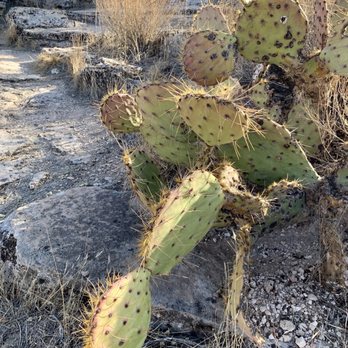 Montezuma Well - Cactus - Landmarks & Historical Buildings Near Me - Rimrock, Arizona