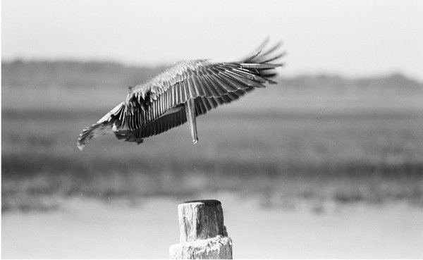 Folly Beach by null