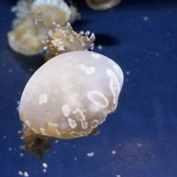 Seattle Aquarium - Jellyfish - Aquariums Near Me - Seattle, Washington Seattle Aquarium - Jellyfish - Aquariums Near Me - Seattle, Washington