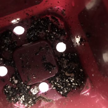 Echter's Nursery & Garden Center - Centipedes in my plant. - Nurseries & Gardening Near Me - Arvada, Colorado