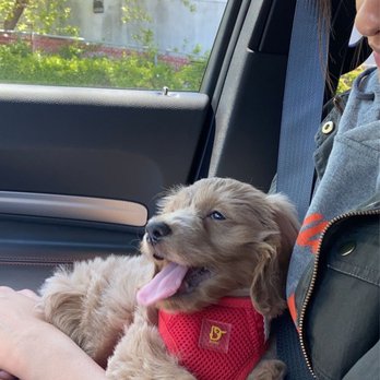 selmers petland puppies