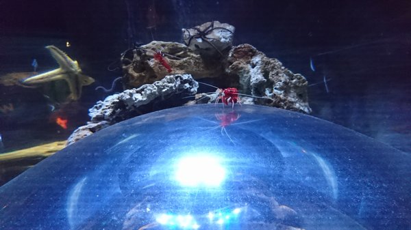 SEA LIFE Konstanz by null