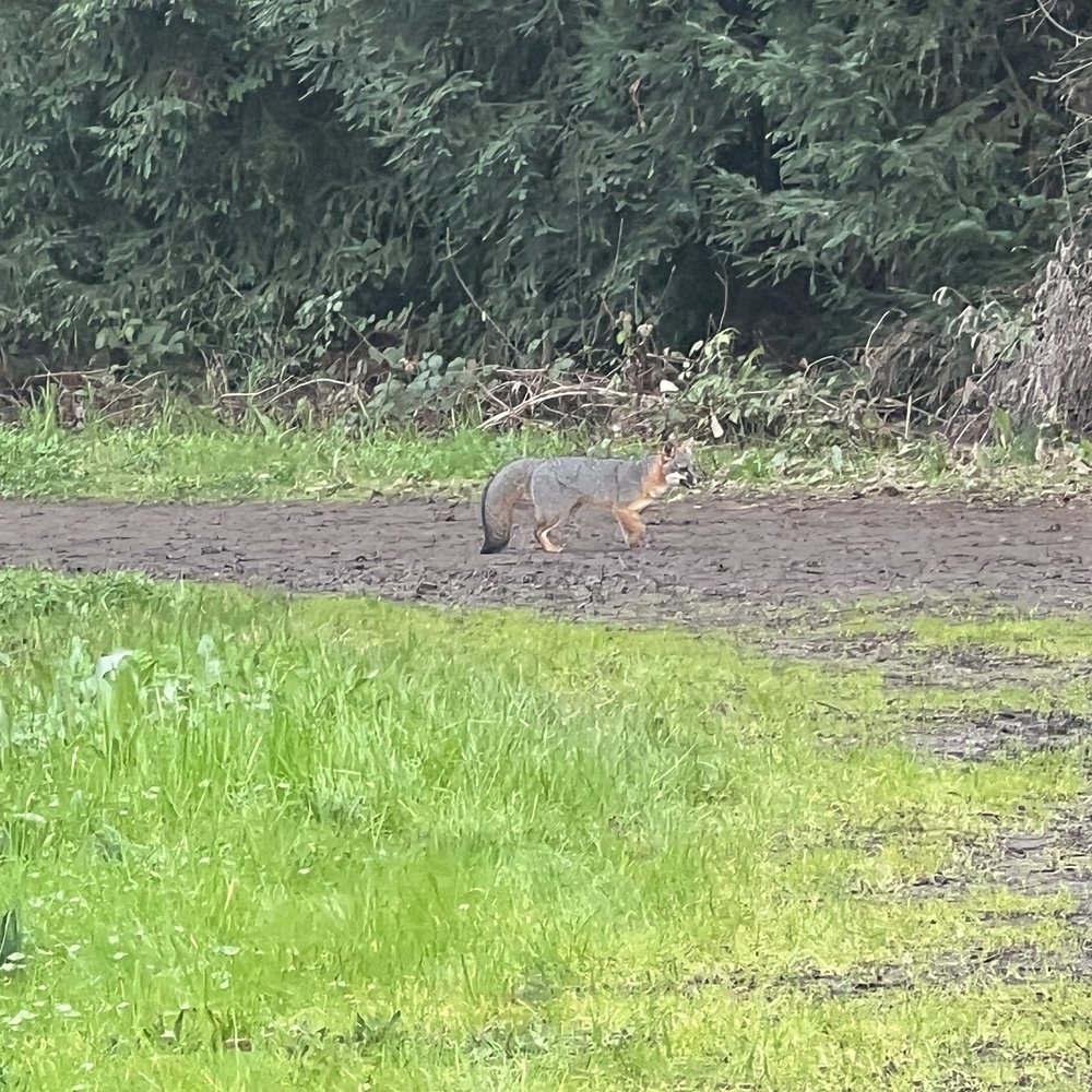 Riverfront Regional Park - Fox - Parks Near Me - Healdsburg, California