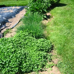 Grand Pré National Historic Site - Grand Pre Kitchen Gardens