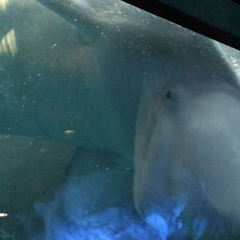 Shedd Aquarium - Beluga whales - Aquariums Near Me - Chicago, Illinois Shedd Aquarium - Beluga whales - Aquariums Near Me - Chicago, Illinois