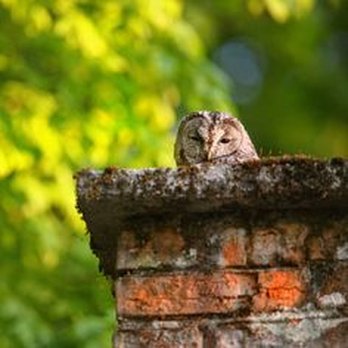 Chimney Sweep - Chimney Sweeps Near Me