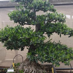 Matsuda Landscape & Nursery
