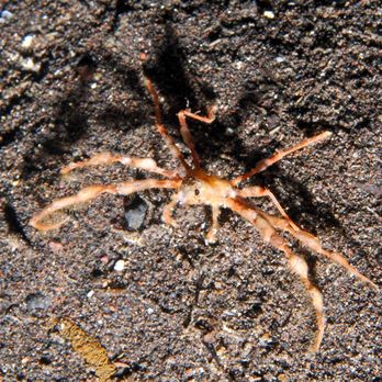 Rivers to Reef - crab - Travel Agents Near Me