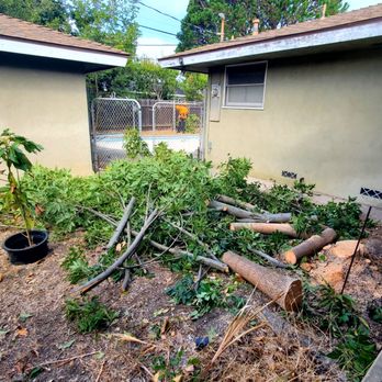 Treesmith Enterprises - Removing tree. - Tree Services Near Me - Anaheim, California Treesmith Enterprises - Removing tree. - Tree Services Near Me - Anaheim, California
