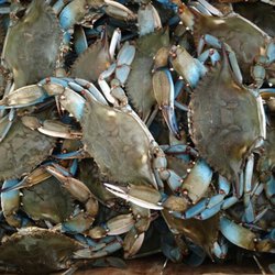 Trout's House Seafood - Maryland crabs are still looking really nice