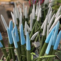 Walton's Lawn & Garden Center