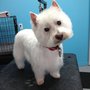 Photo of Hot Diggity Dog Grooming