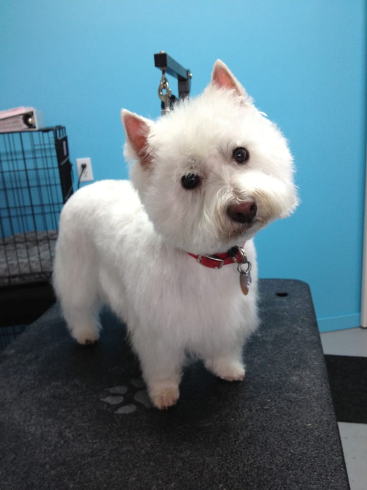 HOT DIGGITY DOG GROOMING 11020 60th St NE, Lake Stevens, WA Yelp