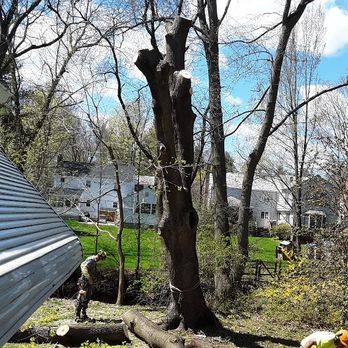 Trout Brook Landscaping - Hans skillfully took down the highest parts of the tree. Well done! - Landscaping Near Me - West Hartford, Connecticut Trout Brook Landscaping - Hans skillfully took down the highest parts of the tree. Well done! - Landscaping Near Me - West Hartford, Connecticut