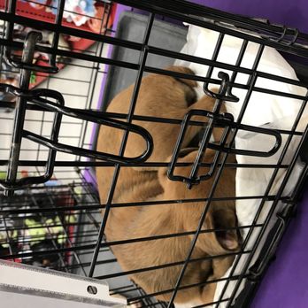 Petco - Pet Training Near Me - Sterling Heights, Michigan Petco - Pet Training Near Me - Sterling Heights, Michigan