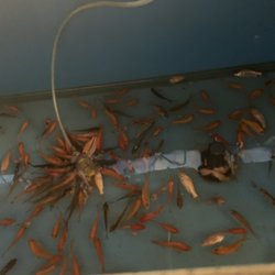 dr marty's cat food reviews