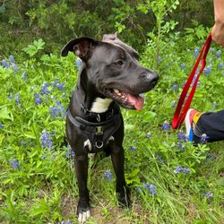 Austin Animal Center - Our adopted dog