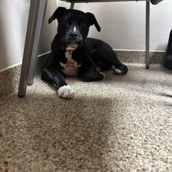 Town & Country Veterinarians and Pet Resort