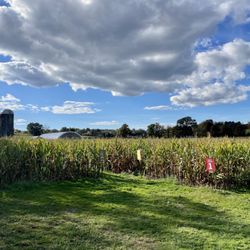 Wright Family Farm - Entrance to the corn maze