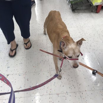 Petco - Pet Training Near Me - Orlando, Florida Petco - Pet Training Near Me - Orlando, Florida