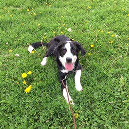 A picture of the puppy I adopted (now 7 months old) A picture of the puppy I adopted (now 7 months old)