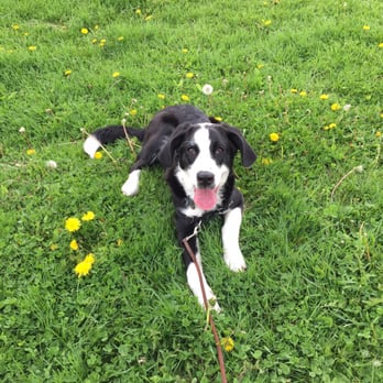JRs Pups-N-Stuff Dog Rescue - A picture of the puppy I adopted (now 7 months old) - Animal Shelters Near Me - West Allis, Wisconsin JRs Pups-N-Stuff Dog Rescue - A picture of the puppy I adopted (now 7 months old) - Animal Shelters Near Me - West Allis, Wisconsin