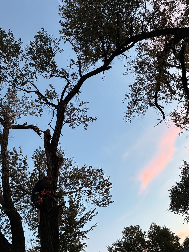 Arbor Care JM services - tree service in Tulsa, OK