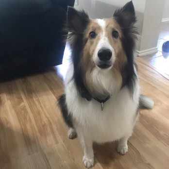 Cypress Falls Pet Resort & Spa - Pet Sitting Near Me - Tomball, Texas Cypress Falls Pet Resort & Spa - Pet Sitting Near Me - Tomball, Texas
