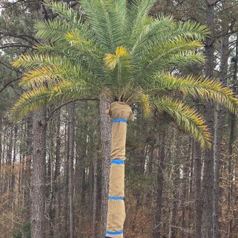 Williams Palm Tree Service - Sylvester Date Palm - Tree Services Near Me Williams Palm Tree Service - Sylvester Date Palm - Tree Services Near Me