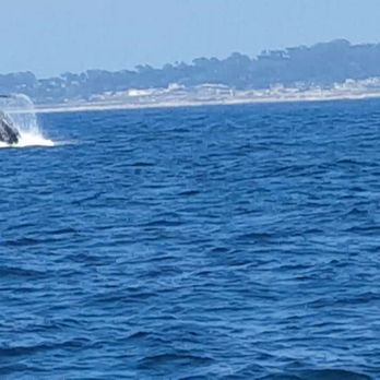 Discovery Whale Watch - Whale Watching Tours Near Me - Monterey, California Discovery Whale Watch - Whale Watching Tours Near Me - Monterey, California