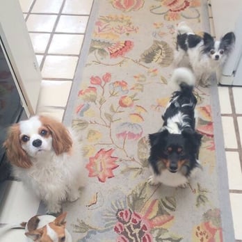 The Rescued Dog - My dogs were teaching our new dogs that very good things happen in the kitchen. - Pet Adoption Near Me The Rescued Dog - My dogs were teaching our new dogs that very good things happen in the kitchen. - Pet Adoption Near Me