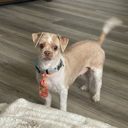 Fubu with his tie (courtesy of Vanity Fur )
